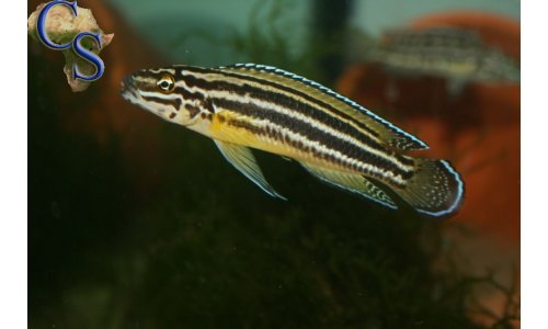 Julidochromis Regani Burundi